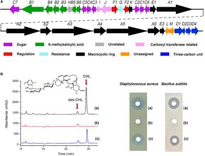 Co-expression of a SARP Family Activator ChlF2 and a Type II Thioesterase ChlK Led to High Production of Chlorothricin in Streptomyces antibioticus DSM 40725